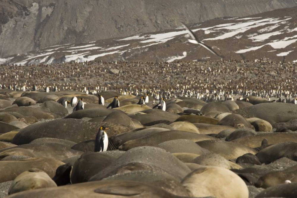 South Georgia Isl, King penguin and elephant seal